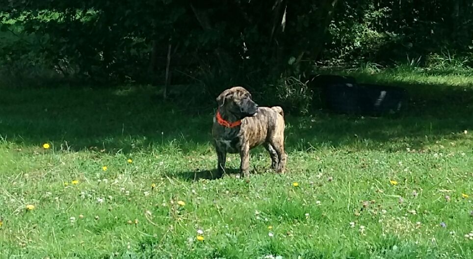 Chiot Dogue de Majorque des Cerbères du Gévaudan