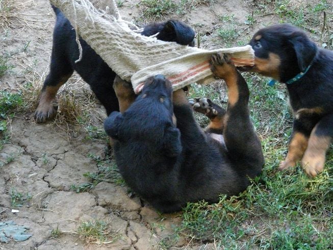 A RESERVER CHIOTS BEAUCERON