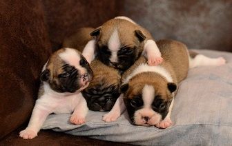 du Perigord Noir et Feu - A RESERVER CHIOTS DE CISSIE ET RALF