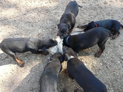 du Perigord Noir et Feu - chiots beaucerons dispo