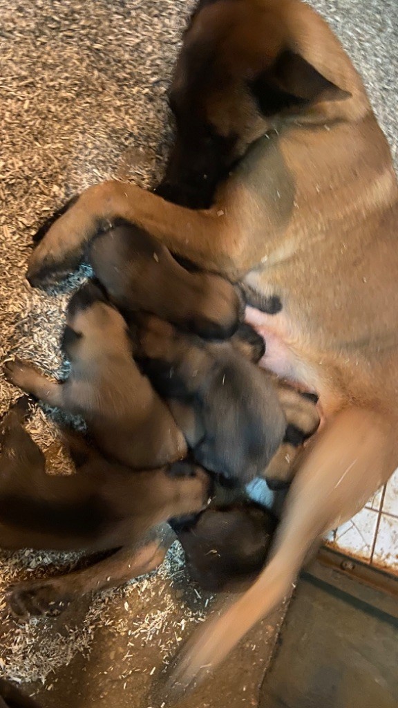 Chiot Berger Belge du Perigord Noir et Feu