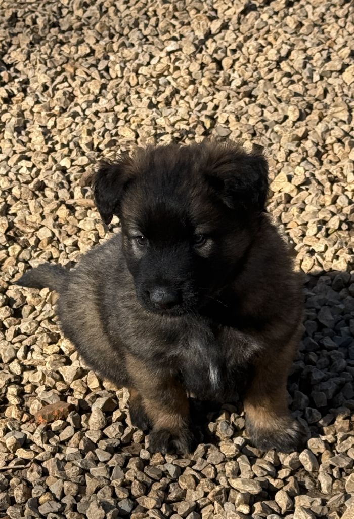 du Perigord Noir et Feu - Chiots disponibles - Berger Belge