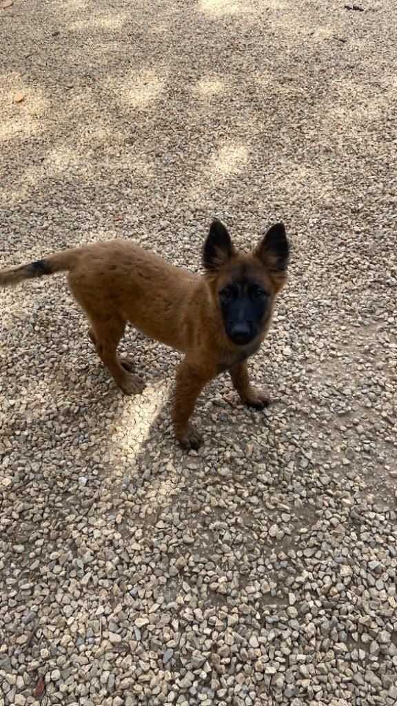 du Perigord Noir et Feu - Chiots disponibles - Berger Belge