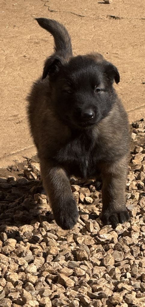 du Perigord Noir et Feu - Chiots disponibles - Berger Belge