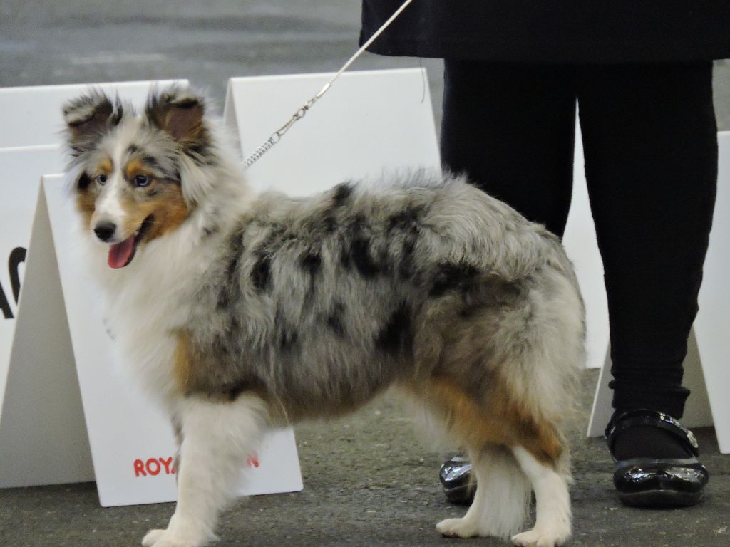 de la Chambrette Agenaise - Exposition canine