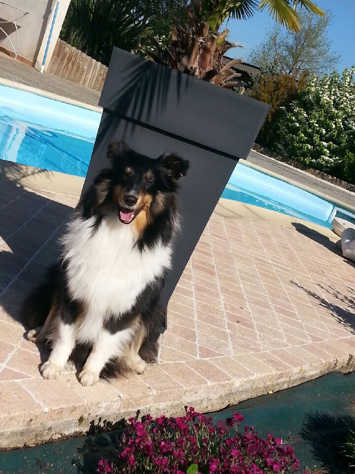 de la Chambrette Agenaise - Shetland Sheepdog - Portée née le 12/07/2016