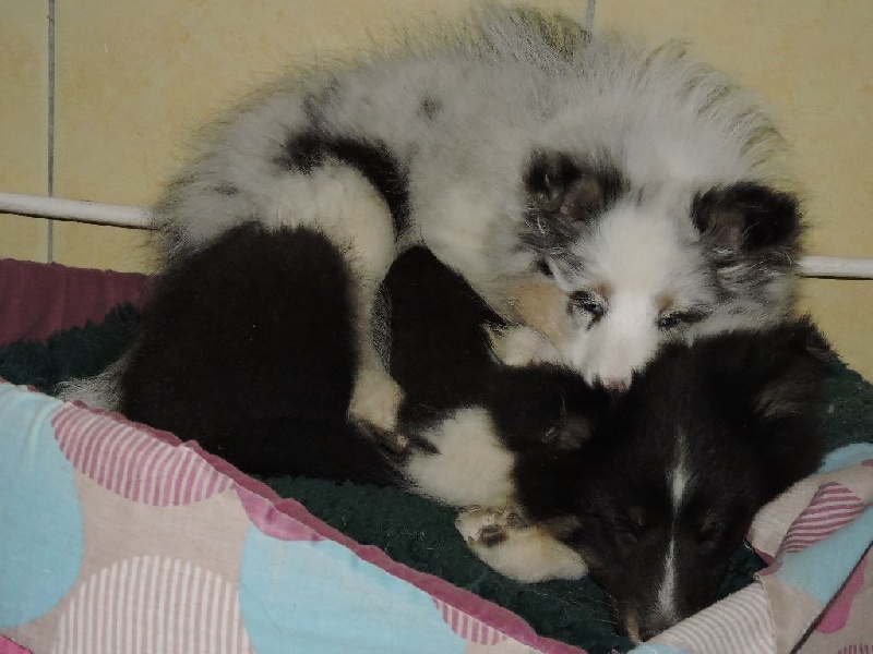 de la Chambrette Agenaise - Shetland Sheepdog - Portée née le 19/10/2014