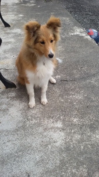 de la Chambrette Agenaise - Shetland Sheepdog - Portée née le 14/01/2016