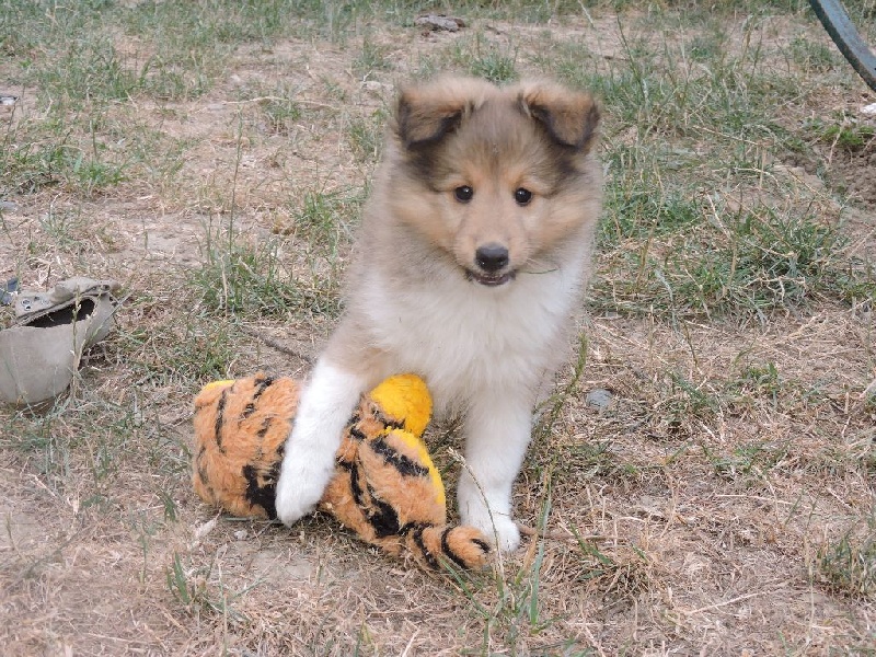 de la Chambrette Agenaise - Shetland Sheepdog - Portée née le 13/05/2015