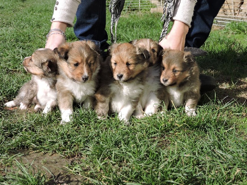 de la Chambrette Agenaise - Shetland Sheepdog - Portée née le 21/10/2016