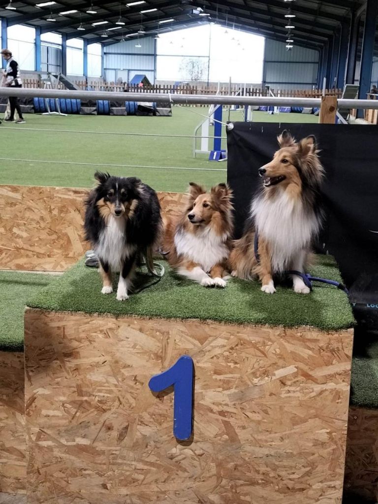 de la Chambrette Agenaise - Shetland Sheepdog - Portée née le 16/05/2021