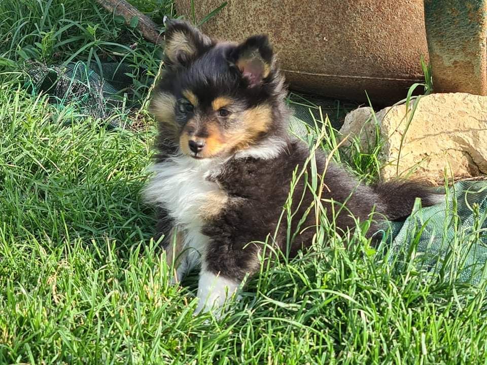 de la Chambrette Agenaise - Shetland Sheepdog - Portée née le 16/05/2021