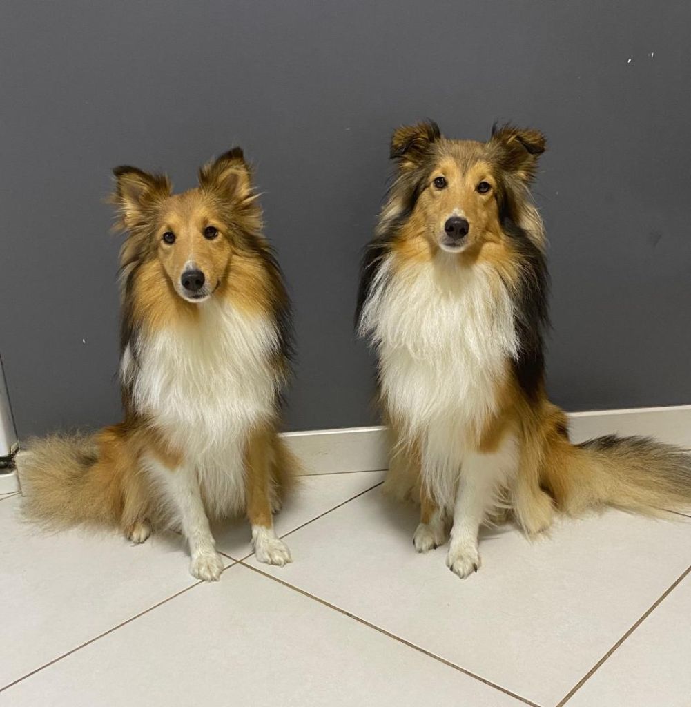 de la Chambrette Agenaise - Shetland Sheepdog - Portée née le 21/07/2019