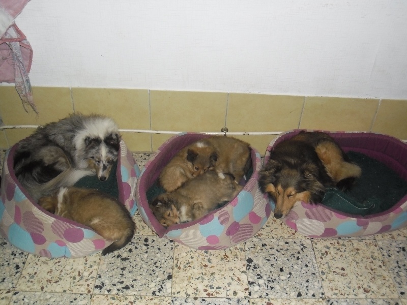 de la Chambrette Agenaise - Shetland Sheepdog - Portée née le 28/10/2013