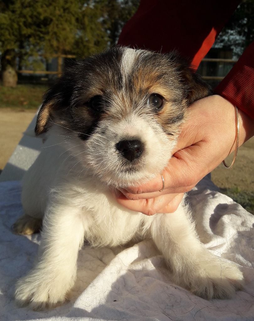 des terres plaines - Jack Russell Terrier - Portée née le 18/12/2018