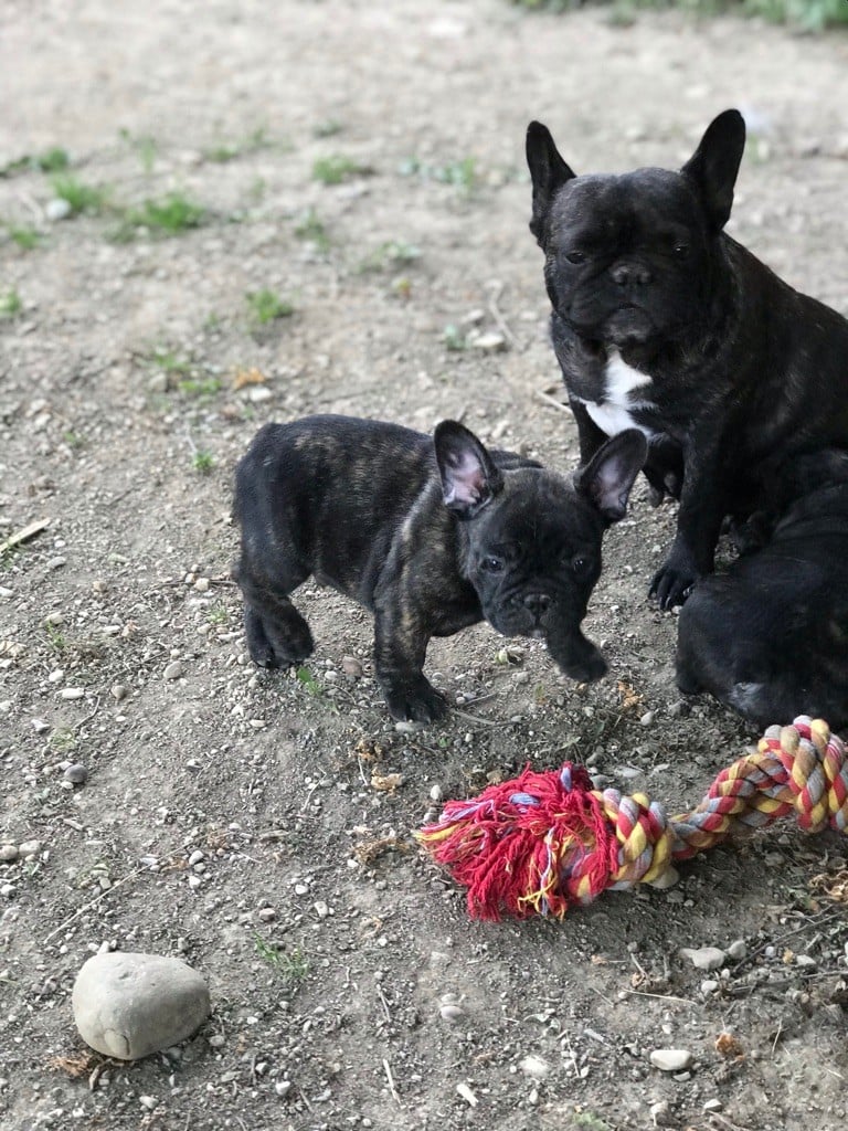 de l'accroche-coeur - Chiots disponibles - Bouledogue français