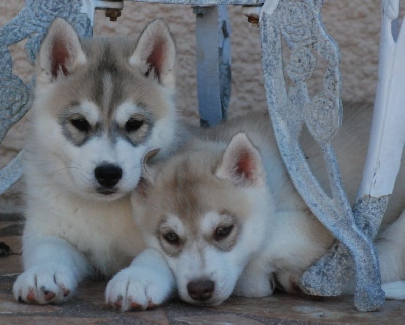 og Island Snaëgerdi - Siberian Husky - Portée née le 13/01/2014