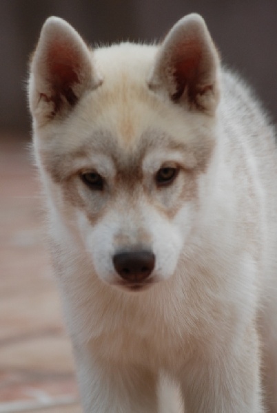 og Island Snaëgerdi - Siberian Husky - Portée née le 24/06/2010