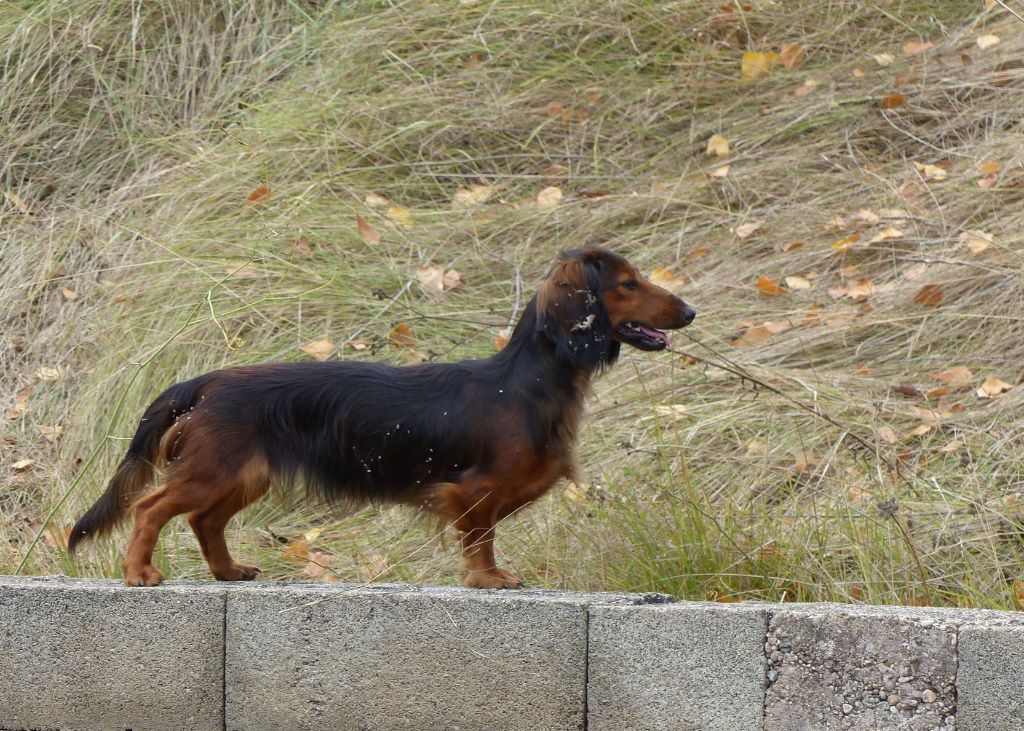 du reve six coeurs - Chiots disponibles - Teckel poil long