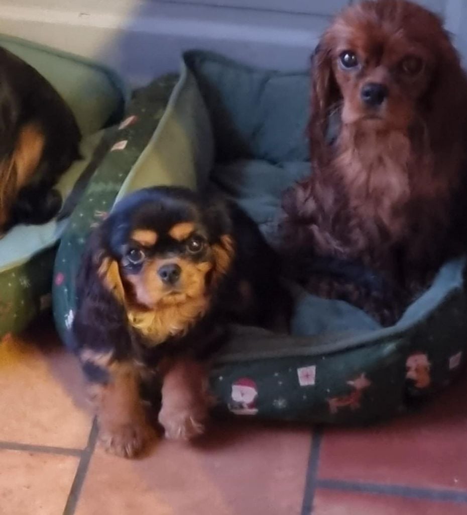 des marais de Bremes - Chiots disponibles - Cavalier King Charles Spaniel