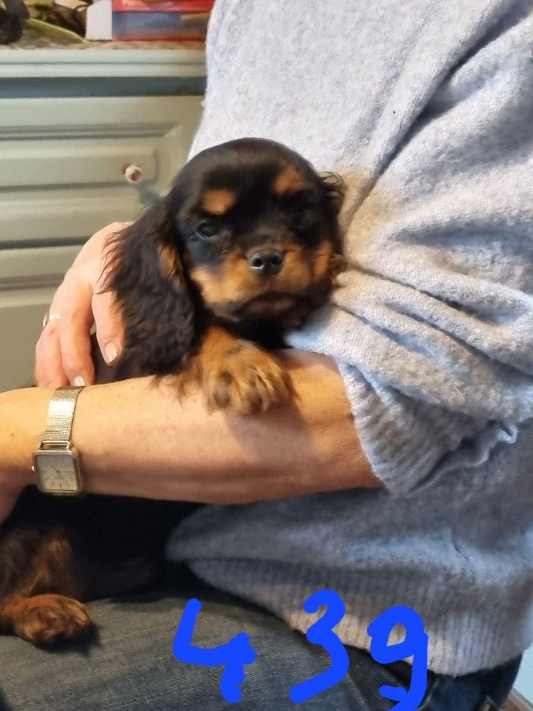 des marais de Bremes - Chiots disponibles - Cavalier King Charles Spaniel