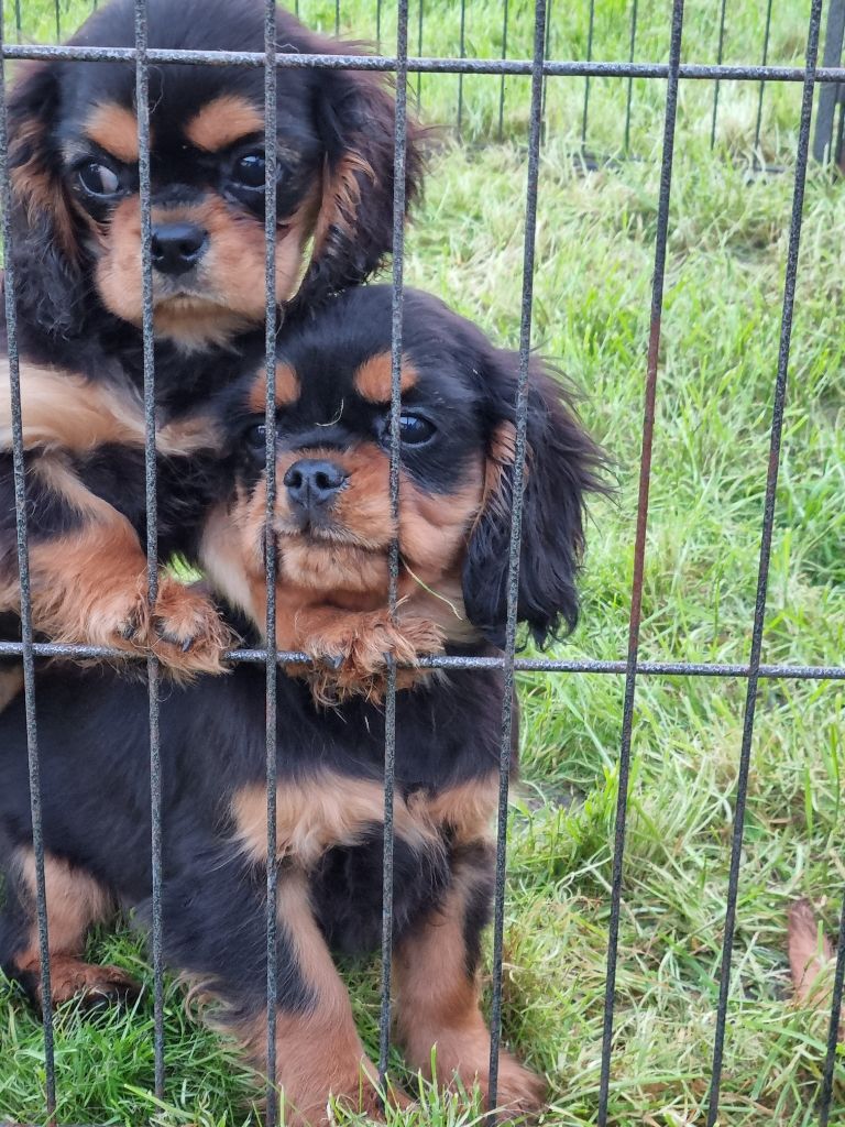 des marais de Bremes - Chiots disponibles - Cavalier King Charles Spaniel