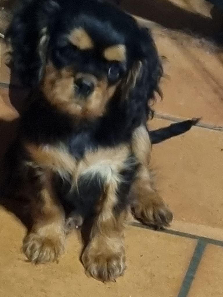 des marais de Bremes - Chiots disponibles - Cavalier King Charles Spaniel