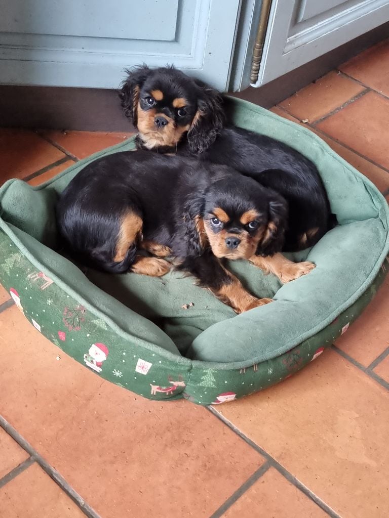 des marais de Bremes - Chiots disponibles - Cavalier King Charles Spaniel