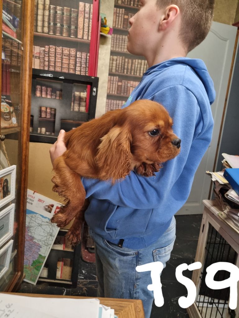 des marais de Bremes - Chiots disponibles - Cavalier King Charles Spaniel