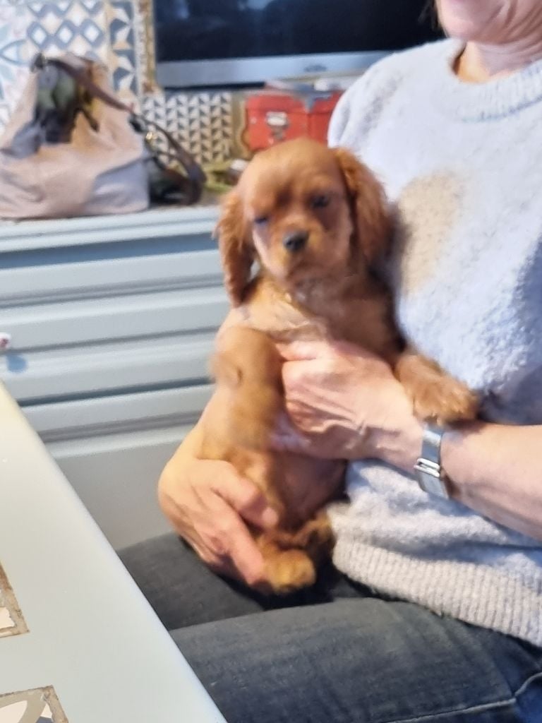 des marais de Bremes - Chiots disponibles - Cavalier King Charles Spaniel