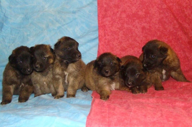 A vendre chiots Berger Belge Tervueren