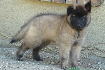 de la source du Montet - Chiot disponible  Berger Belge Tervueren