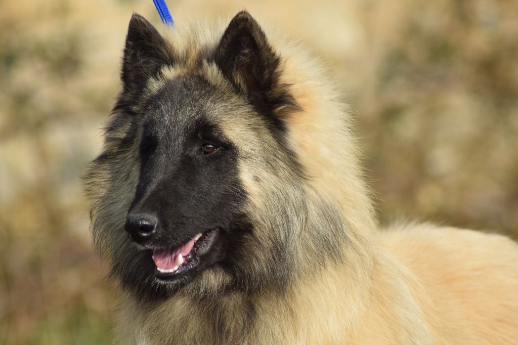 Nouvelles photos des chiots de Florya X Haribo! 