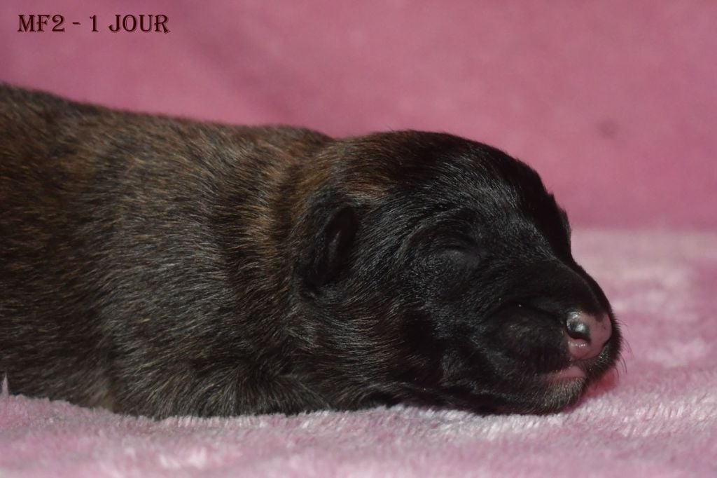 de la source du Montet - Chiots disponibles - Berger Belge