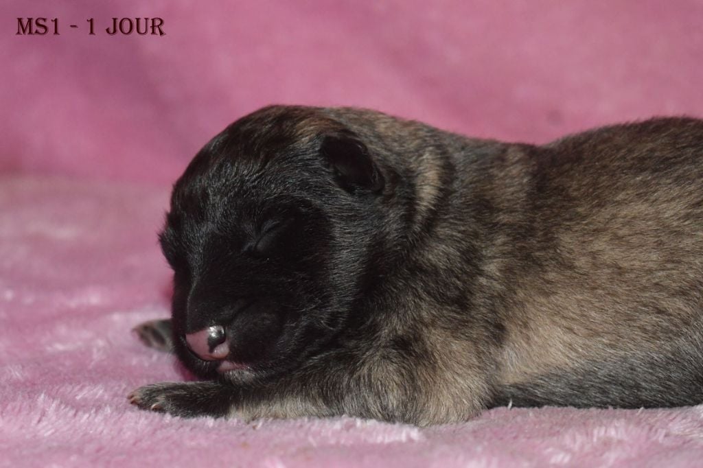 de la source du Montet - Chiots disponibles - Berger Belge