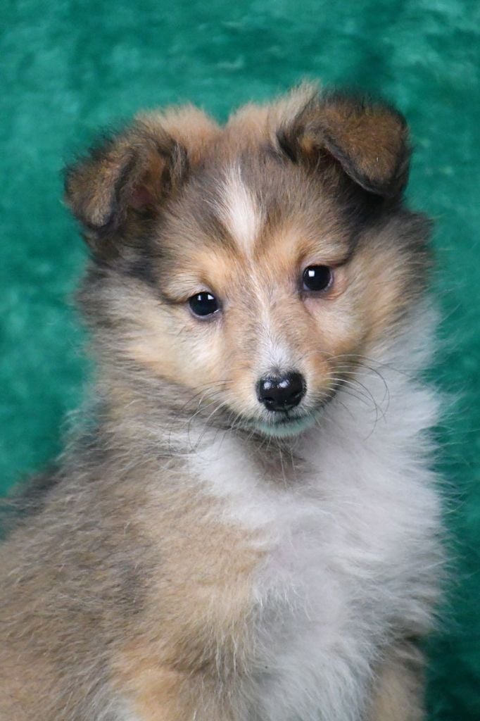 de la source du Montet - Shetland Sheepdog - Portée née le 16/12/2024