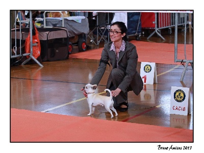 des Mini Pouces - Honoré 1EXC CAC CACIB BOB 