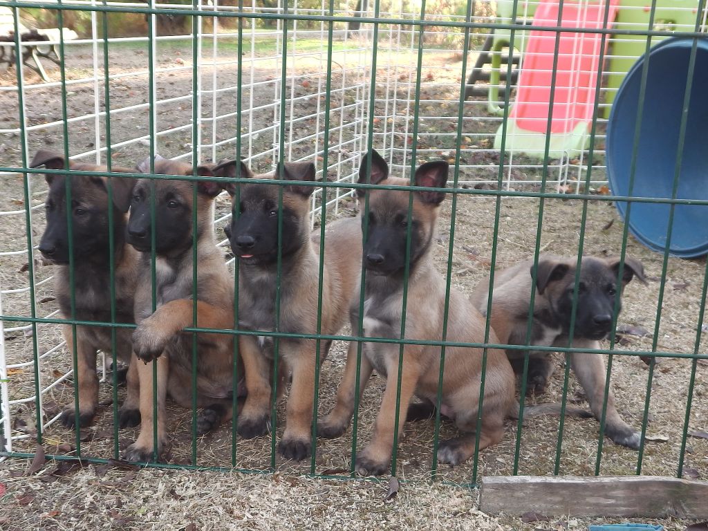 Chiot Berger Belge du domaine des petits ducs