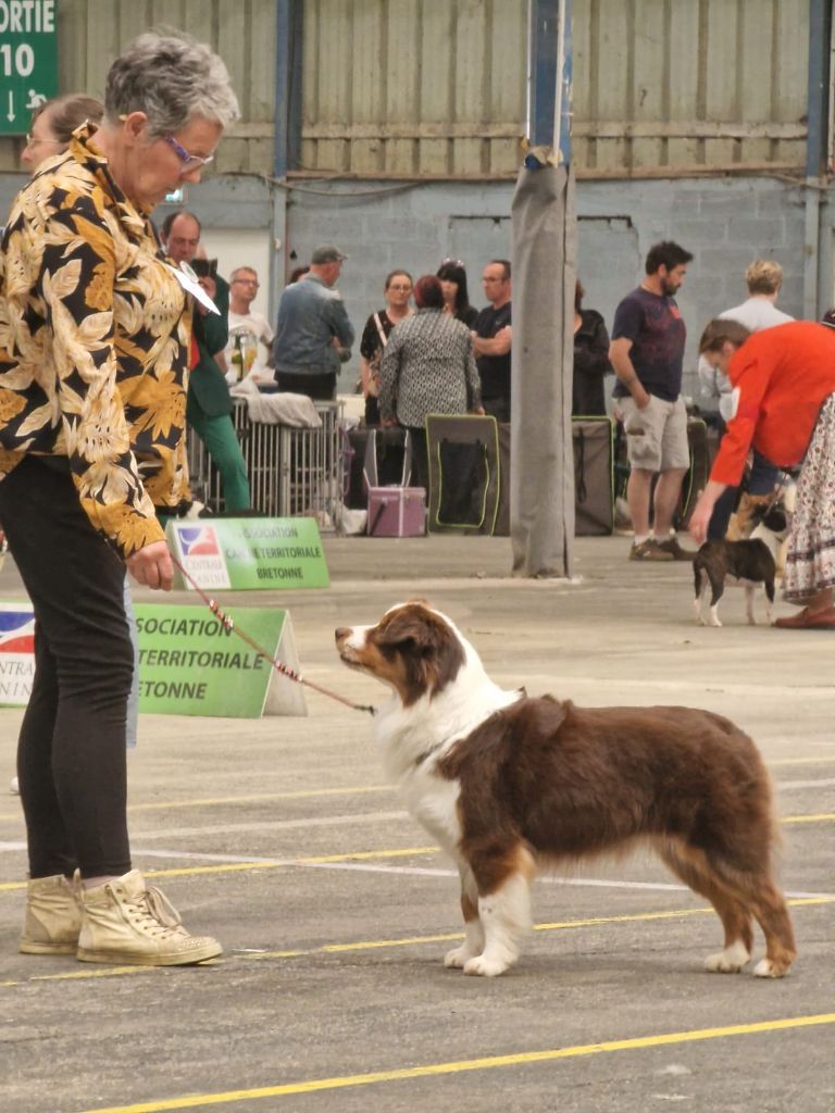 du petit Duc Victoria - Exposition canine nationale de St Brieuc 