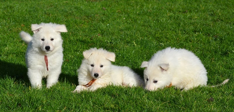 du petit Duc Victoria - Berger Blanc Suisse - Portée née le 13/12/2013