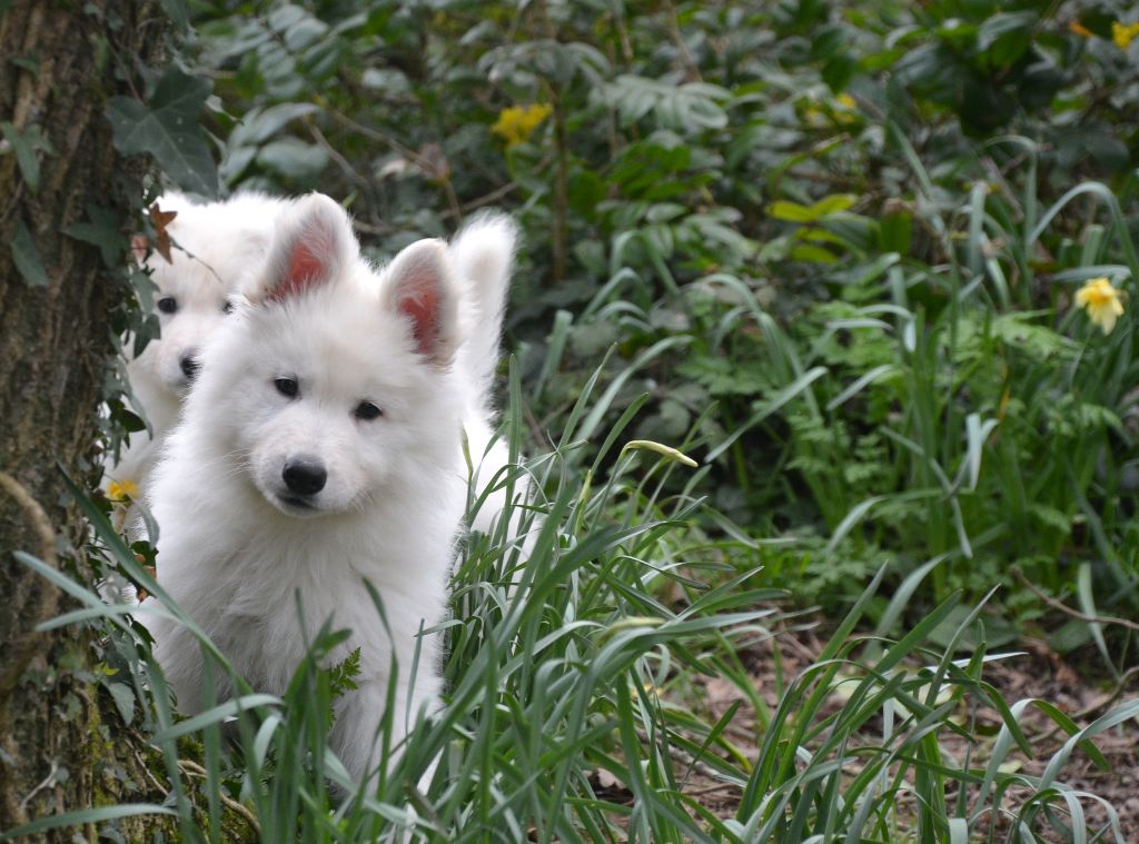 du petit Duc Victoria - Berger Blanc Suisse - Portée née le 15/01/2017