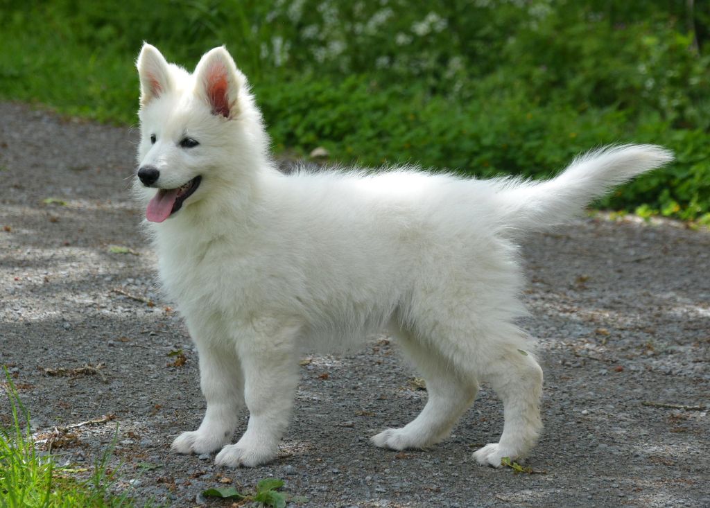 du petit Duc Victoria - Berger Blanc Suisse - Portée née le 28/02/2019