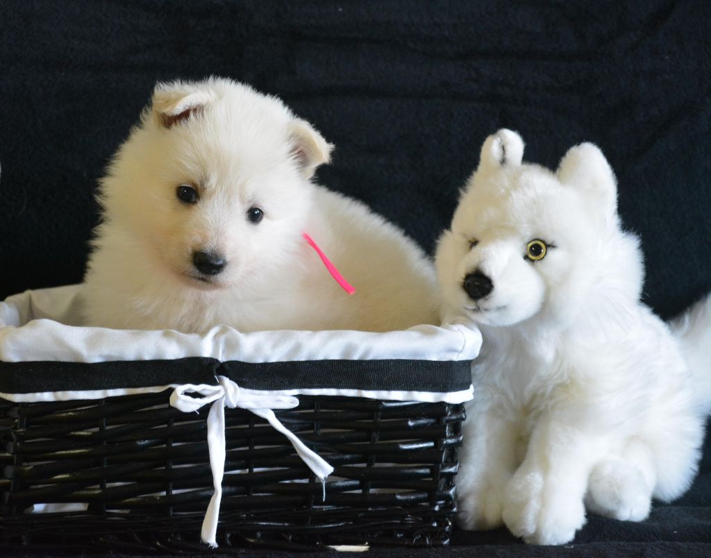 du petit Duc Victoria - Berger Blanc Suisse - Portée née le 03/06/2019