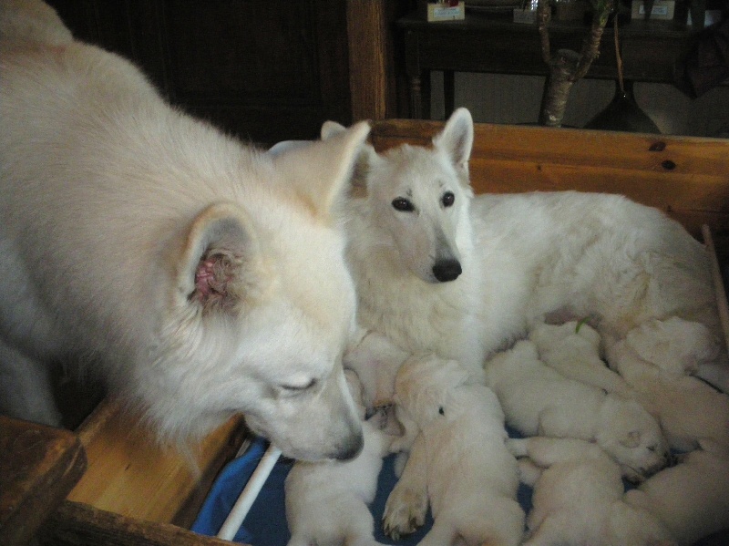 du petit Duc Victoria - Berger Blanc Suisse - Portée née le 15/06/2011