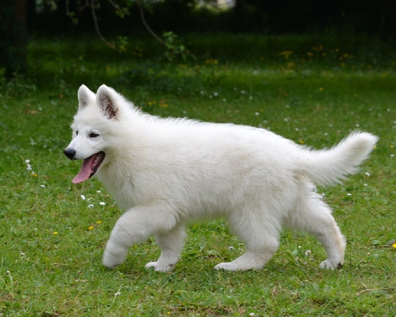 du petit Duc Victoria - Berger Blanc Suisse - Portée née le 05/03/2013