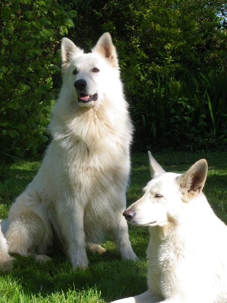 du petit Duc Victoria - Berger Blanc Suisse - Portée née le 01/01/2011