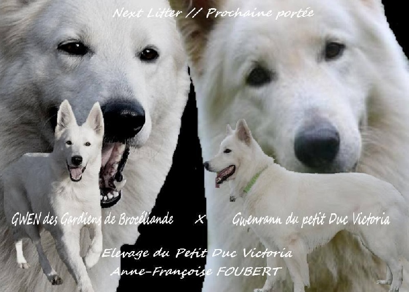 du petit Duc Victoria - Berger Blanc Suisse - Portée née le 03/02/2016