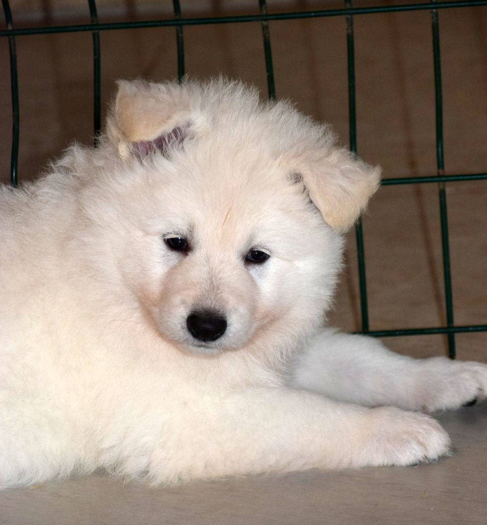 du petit Duc Victoria - Berger Blanc Suisse - Portée née le 02/09/2024