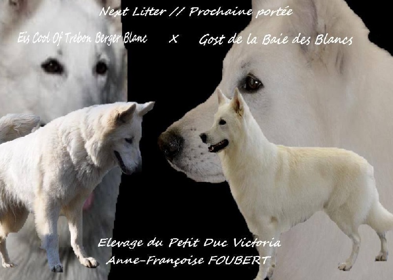 du petit Duc Victoria - Berger Blanc Suisse - Portée née le 14/02/2016