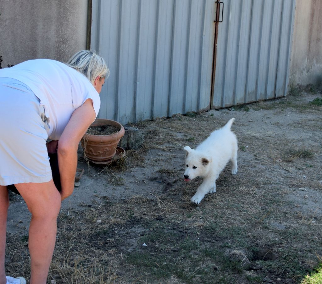 du petit Duc Victoria - Berger Blanc Suisse - Portée née le 25/05/2022